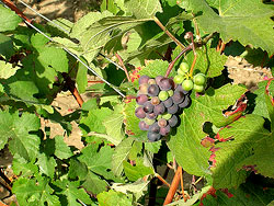 Champagne grapes at Domaine Ployez-Jacquemart.  Copyright 2009 to present Cold Spring Press. All rights reserved.