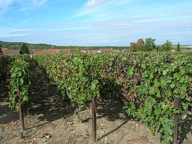 Ployez-Jacquemart vineyards