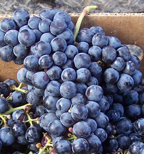 Cabernet Franc grape.  Wikipedia