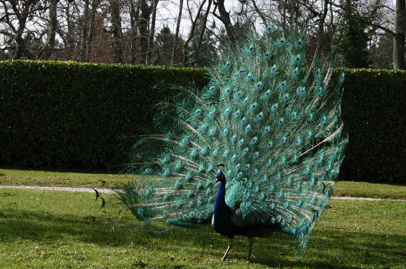 Peacock at Chteau de Foulon - photo   Kerry Brookshire