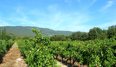 Vineyard at Le Pavillon de Galon.  Copyright Cold Spring Press.  All rights reserved.