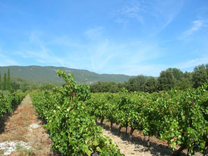 Galon Vineyards and Groves.  Copyright Cold Spring Press.  All rights reserved.