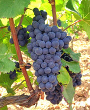 Pinot Noir grapes.  Photo copyright D & L Hammond.  All rights reserved.