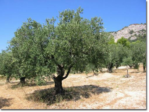 Olive trees bask in the sunshine