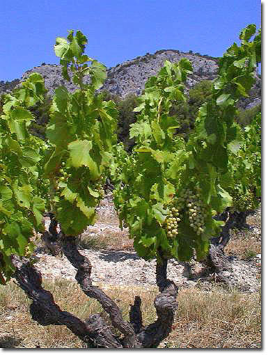 Vines enhance the landscape of Chteau Juvenal