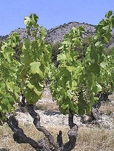 The vines at Chteau Juvenal