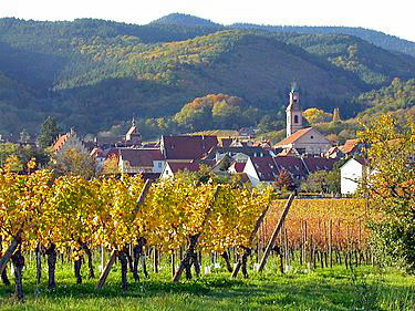 Riquewihr vineyards.  Copyright Cold Spring Press.  All rights reserved.