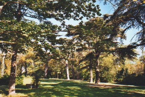 Ancient cedars adorn the chteau park