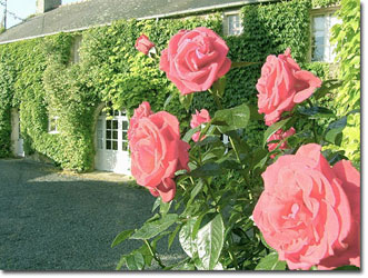 Manoir la Chausse's pink roses