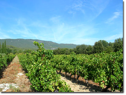 Vineyards at Le Pavillon.  Photo © Cold Spring Press.  All rights reserved.